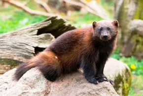 Росомаха (Gulo gulo) Росомаха (Gulo gulo)