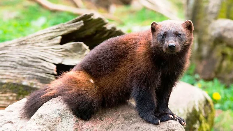 Росомаха (Gulo gulo)