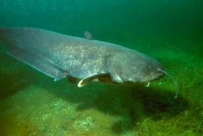 Сом звичайний