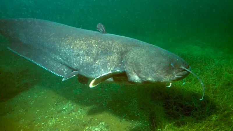 Сом звичайний