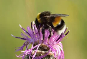 Джміль норовий або малий земляний (Bombus lucorum)