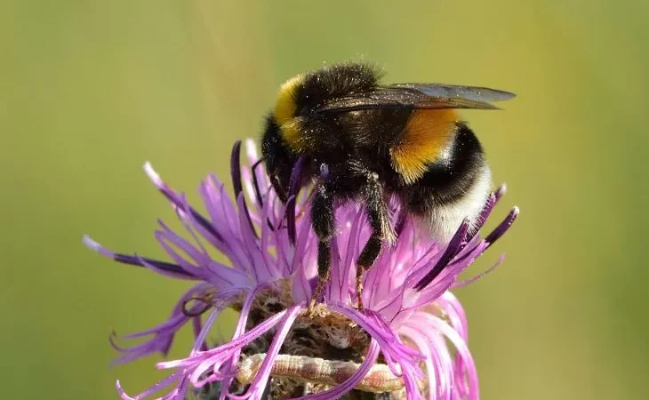Джміль норовий або малий земляний (Bombus lucorum)