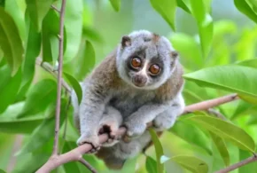 Лорі повільний (Nycticebus coucang)