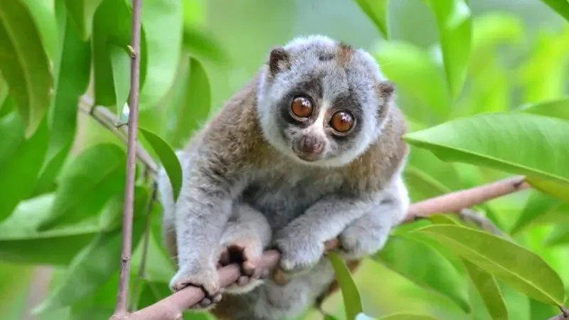 Лорі повільний (Nycticebus coucang)