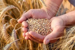 Пшениця м'яка (Triticum aestivum)