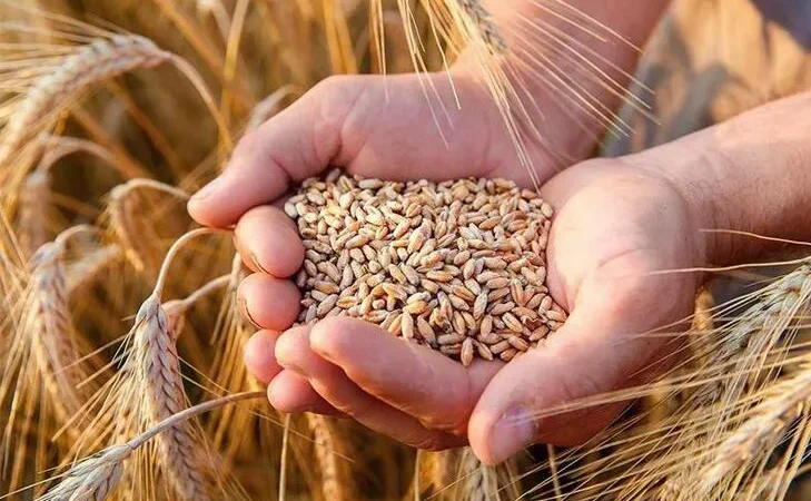 Пшениця м'яка (Triticum aestivum)