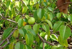 Манцинела на пляжі