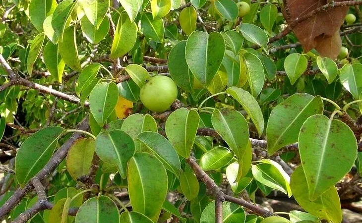 Манцинела на пляжі