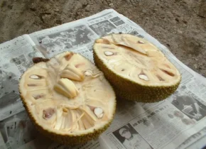 Розрізаний навпіл плід джекфрута Розрізаний навпіл плід джекфрута