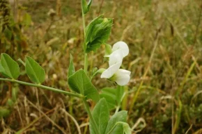 Квітка гороху польового