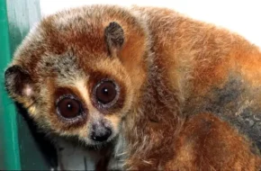 Лорі малий (Nycticebus pygmaeus)