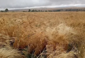 Поле, засіяне пшеницею твердою (Triticum durum)