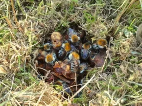 Гніздо джмелів польових (Bombus pascuorum)