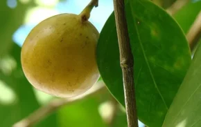 Плід манцинели