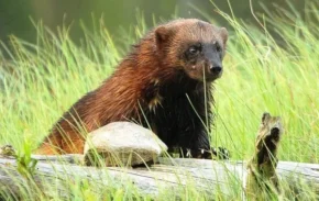 Росомаха на полюванні Росомаха на полюванні