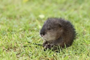 Дитинча ондатри