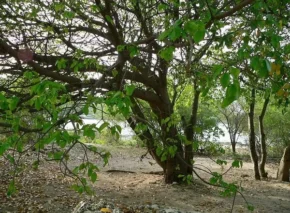 Манцинелове дерево