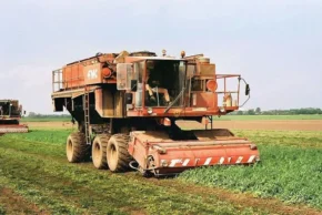 Збирання гороху