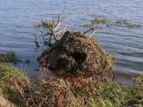 Хатка ондатри