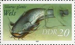 Сом звичайний на поштовій марці НДР