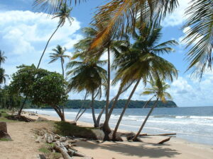 Кокосові пальми на пляжі Маяро