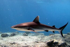 Сіра рифова акула (Carcharhinus amblyrhynchos)