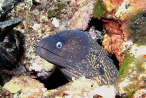 Європейська мурена (Muraena helena‎)