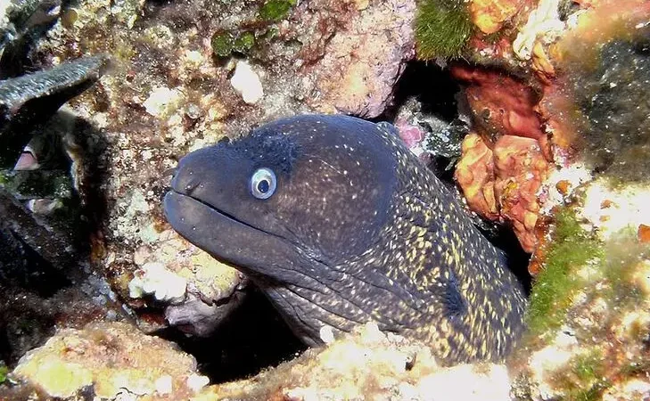 Європейська мурена (Muraena helena‎)