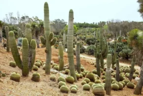 Гігантський мексиканський кардон або слоновий кактус (Pachycereus pringlei)