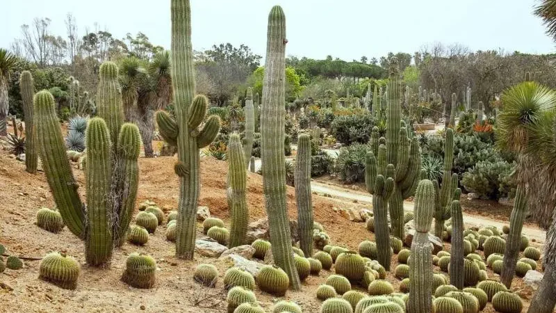 Гігантський мексиканський кардон або слоновий кактус (Pachycereus pringlei)