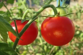 Звичайні червоні помідори (Solanum lycopersicum)