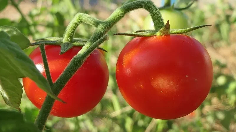 Звичайні червоні помідори (Solanum lycopersicum)