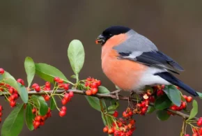 Снігур звичайний (Pyrrhula pyrrhula)