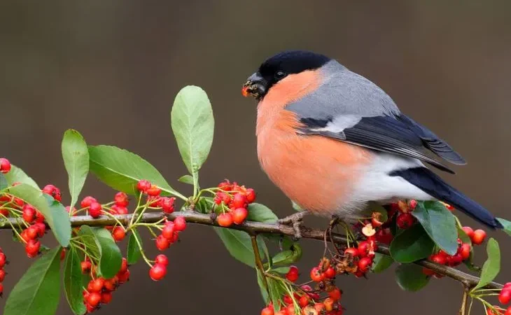 Снігур звичайний (Pyrrhula pyrrhula)