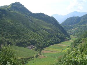 Чайні плантації на схилах гір