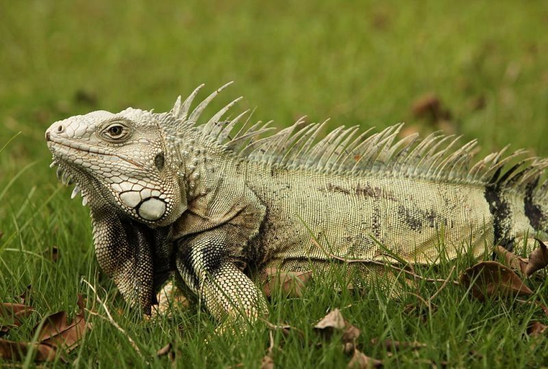 Звичайна ігуана або ігуана зелена (Iguana iguana).