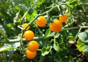 Жовті помідори