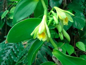Ваніль плосколиста (Vanilla planifolia)