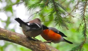 Пара снігурів