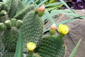 Опунція (Opuntia)