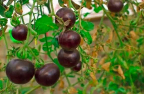 Чорні помідори