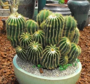Пародія (лат. Notocactus)