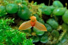 Збільшений вигляд орхідеї Bulbophyllum minutissimum