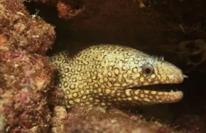 Muraena lentiginosa‎