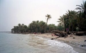 Фінікові пальми на Єменському узбережжі Червоного моря.