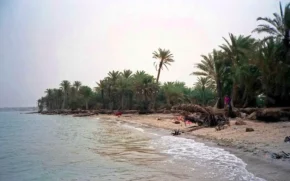 Фінікові пальми на Єменському узбережжі Червоного моря