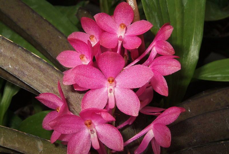 Квітки орхідеї сорту "Аскоцентрум пухирчастий" (Ascocentrum ampullaceum).