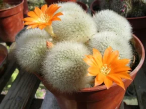Квітуча ребуція (Rebutia)