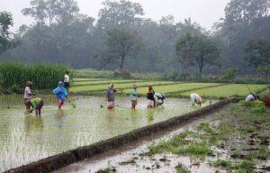 Жінки висаджують рисову розсаду
