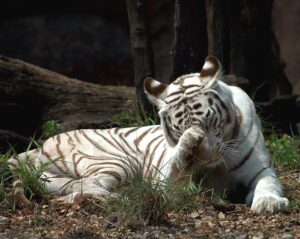 Біла бенгальська тигриця (Panthera tigris var. alba).
